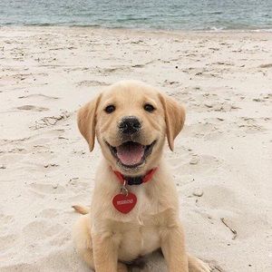 Meet your Posher, Betsy